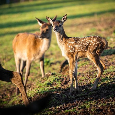 Le Brocard Des Fagnes - 16 Pers Malmedy Villa Exteriör bild